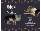 Adopt Max a Wirehaired Terrier