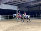 Thoroughbred mare for sale