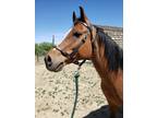 Personable Gelding for your Riding Pleasure