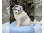 Newfoundland-Poodle (Toy) Mix PUPPY FOR SALE ADN-543189 - F1b Newfypoo Toy and
