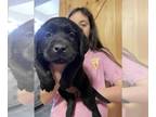 Labrador Retriever PUPPY FOR SALE ADN-542812 - AKC black labs