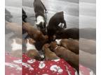 American Pit Bull Terrier-Australian Shepherd Mix PUPPY FOR SALE ADN-543153 - 4