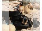 Yorkshire Terrier PUPPY FOR SALE ADN-542913 - Yorkie Puppies Available
