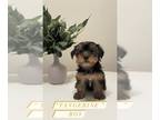 Yorkshire Terrier PUPPY FOR SALE ADN-543028 - Beautiful Yorkie Puppies