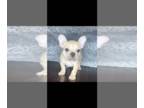 French Bulldog PUPPY FOR SALE ADN-542983 - French bulldog puppies 2 males
