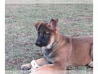 German Shepherd Dog PUPPY FOR SALE ADN-542933 - German Shepherd Puppies