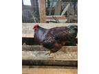 Hatching eggs show quality Rhode Island red - Opportunity