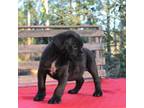 Cane Corso Puppy for sale in Melrose, FL, USA