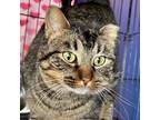 Adopt Skids a Domestic Shorthair cat in Yankton, SD (37158745)