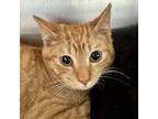 Adopt Waffle a Domestic Shorthair cat in Yankton, SD (37158741)