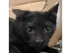 Adopt Donut a Domestic Shorthair cat in Yankton, SD (37157519)