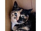 Adopt Danish a Domestic Shorthair cat in Yankton, SD (37157518)