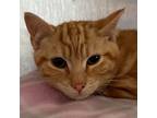 Adopt Peach Cobbler a Domestic Shorthair cat in Yankton, SD (37157517)