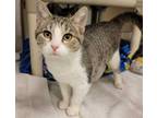 Adopt Flower a White Domestic Shorthair / Domestic Shorthair / Mixed cat in