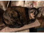 Adopt Minni a Tortoiseshell Domestic Shorthair / Mixed (short coat) cat in