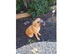 Adopt Chulo a Brown/Chocolate - with White Mastiff / American Pit Bull Terrier