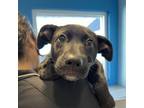 Adopt Lucy fka Ahsoka a Black Labrador Retriever / Mixed dog in Chesapeake