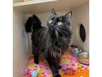 Adopt Blackberry a Domestic Mediumhair / Mixed cat in Silverdale, WA (37158415)
