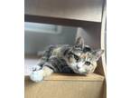 Adopt Annabel a Domestic Shorthair / Mixed cat in Silverdale, WA (37158413)