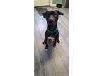 Adopt Hansel a Black American Pit Bull Terrier / Mixed dog in Greenville