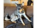 Adopt SENSATIONAL SAMMY a Black - with White Husky / Mixed dog in Sussex