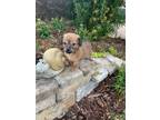 Adopt Caroline a Mixed Breed (Medium) / Mixed dog in Ocala, FL (37157411)