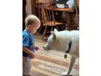 Adopt Aspen Lizman a White Husky / Mixed dog in Rockaway, NJ (37156057)