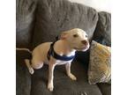 Adopt Lily a White - with Brown or Chocolate American Pit Bull Terrier / Mixed