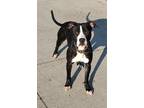 Adopt Ireland a Black - with White American Staffordshire Terrier / Mixed dog in