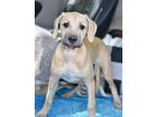 Adopt Joy (Noelle's Litter) a Tan/Yellow/Fawn - with Black Hound (Unknown Type)