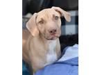 Adopt Juju (Noelle's Litter) a Tan/Yellow/Fawn - with White Hound (Unknown Type)