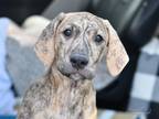 Adopt Hannah (Noelle's Litter) a Brindle - with White Hound (Unknown Type) /