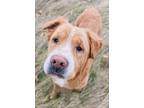 Adopt Sutton a Shar Pei / Golden Retriever dog in Sidney, NE (37156598)
