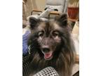 Adopt Bennie a Gray/Silver/Salt & Pepper - with White Keeshond / Mixed dog in