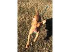 Adopt Umi a Tan/Yellow/Fawn Shar Pei / Mixed dog in O'Fallon, MO (37156264)