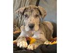 Adopt Layla a Merle Great Dane / Mixed dog in Monroe, NC (37155899)