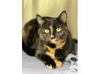 Adopt Miley (23-019 C) a Spotted Tabby/Leopard Spotted Domestic Shorthair /