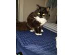 Adopt Groucho a Black & White or Tuxedo American Wirehair / Mixed (long coat)