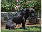 Adopt NEVAEH a Black - with White Bull Terrier / Mixed dog in Statesville