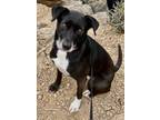 Adopt Lacie a Black - with White Labrador Retriever / Border Collie / Mixed dog