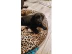 Adopt Nova a Black Brittany / Mixed dog in Overland Park, KS (37155825)
