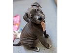Adopt Lavender a American Pit Bull Terrier / Mixed dog in Warren, MI (37155822)