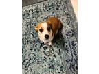 Adopt Jack a White - with Brown or Chocolate Jack Russell Terrier / Beagle /
