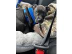 Adopt knox a Black - with White American Pit Bull Terrier / Retriever (Unknown
