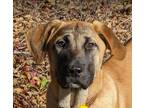 Adopt Jenny a Mastiff / Mixed dog in San Ramon, CA (37151614)