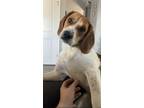 Adopt Scout a White - with Brown or Chocolate Beagle / Mixed dog in Newport