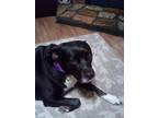 Adopt Coco a Black - with White American Pit Bull Terrier / Mixed dog in Mount