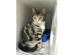 Adopt Cecily (least white nose) a Gray, Blue or Silver Tabby Domestic Shorthair