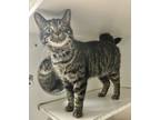 Adopt Pandra a Gray, Blue or Silver Tabby Domestic Shorthair (short coat) cat in