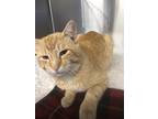 Adopt Butterscotch a Domestic Shorthair / Mixed (short coat) cat in Athens